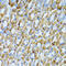 Proline And Serine Rich Coiled-Coil 1 antibody, 19-693, ProSci, Immunohistochemistry frozen image 