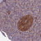 Dynamin-1-like protein antibody, HPA039324, Atlas Antibodies, Immunohistochemistry frozen image 