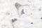 Synuclein Beta antibody, LS-C176231, Lifespan Biosciences, Immunohistochemistry frozen image 