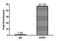 Minichromosome Maintenance Complex Component 3 antibody, LS-C376104, Lifespan Biosciences, Chromatin Immunoprecipitation image 