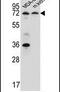 Purinergic Receptor P2X 7 antibody, PA5-25581, Invitrogen Antibodies, Western Blot image 