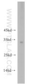 R-spondin-2 antibody, 17781-1-AP, Proteintech Group, Western Blot image 