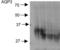 Aquaporin 3 (Gill Blood Group) antibody, LS-C229804, Lifespan Biosciences, Western Blot image 