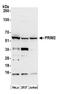 DNA primase large subunit antibody, A305-274A, Bethyl Labs, Western Blot image 