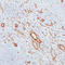HSPG antibody, LS-C88866, Lifespan Biosciences, Immunohistochemistry frozen image 