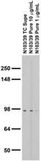 10-formyltetrahydrofolate dehydrogenase antibody, 73-140, Antibodies Incorporated, Western Blot image 