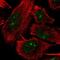 Putative ATP-dependent RNA helicase DHX33 antibody, NBP2-56501, Novus Biologicals, Immunofluorescence image 
