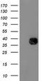 NudE Neurodevelopment Protein 1 Like 1 antibody, TA503313S, Origene, Western Blot image 