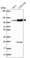 KIAA1614 antibody, HPA061684, Atlas Antibodies, Western Blot image 