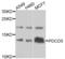 Programmed cell death protein 5 antibody, LS-C346343, Lifespan Biosciences, Western Blot image 