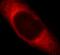 Embryonal Fyn-Associated Substrate antibody, FNab02662, FineTest, Immunofluorescence image 