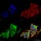 Hypoxia Up-Regulated 1 antibody, SMC-233D-A594, StressMarq, Immunofluorescence image 