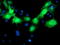 Mevalonate Kinase antibody, LS-C172969, Lifespan Biosciences, Immunofluorescence image 