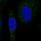 Sorting Nexin 24 antibody, HPA073934, Atlas Antibodies, Immunocytochemistry image 
