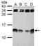 Enhancer of yellow 2 transcription factor homolog antibody, PA5-34959, Invitrogen Antibodies, Western Blot image 