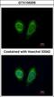 DEAD-Box Helicase 1 antibody, GTX105205, GeneTex, Immunofluorescence image 