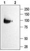 Potassium voltage-gated channel subfamily KQT member 2 antibody, TA328949, Origene, Western Blot image 