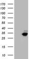 GTP cyclohydrolase I antibody, TA810265S, Origene, Western Blot image 