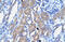 POU Class 3 Homeobox 1 antibody, 27-779, ProSci, Immunohistochemistry frozen image 