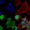 hVDAC1 antibody, SMC-456D-A488, StressMarq, Immunocytochemistry image 