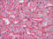 Apolipoprotein B antibody, AP22590PU-N, Origene, Immunohistochemistry frozen image 
