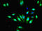 Free fatty acid receptor 3 antibody, orb24184, Biorbyt, Immunofluorescence image 