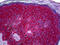 c-Kit antibody, 51-920, ProSci, Immunohistochemistry paraffin image 