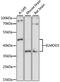 ELMO Domain Containing 3 antibody, GTX66497, GeneTex, Western Blot image 