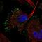 Reelin antibody, NBP2-58102, Novus Biologicals, Immunofluorescence image 