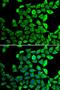 Cyclophilin D antibody, LS-C346382, Lifespan Biosciences, Immunofluorescence image 