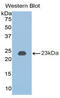 Bone Morphogenetic Protein 2 antibody, LS-C293035, Lifespan Biosciences, Western Blot image 
