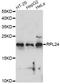 60S ribosomal protein L24 antibody, LS-C749258, Lifespan Biosciences, Western Blot image 