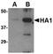 Influenza A H5N1 Hemagglutinin antibody, LS-C19491, Lifespan Biosciences, Western Blot image 
