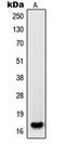Platelet-derived growth factor subunit A antibody, orb214371, Biorbyt, Western Blot image 