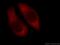 RAB3C, Member RAS Oncogene Family antibody, 16867-1-AP, Proteintech Group, Immunofluorescence image 