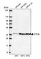 General Transcription Factor IIB antibody, HPA061626, Atlas Antibodies, Western Blot image 