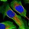 Cilia And Flagella Associated Protein 157 antibody, HPA021786, Atlas Antibodies, Immunofluorescence image 