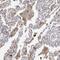 Protein eyes shut homolog antibody, PA5-55507, Invitrogen Antibodies, Immunohistochemistry paraffin image 