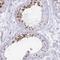 Leucine Rich Repeat Containing 37 Member A2 antibody, NBP2-33438, Novus Biologicals, Immunohistochemistry paraffin image 