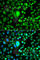 Cysteine-rich protein 2-binding protein antibody, A7380, ABclonal Technology, Immunofluorescence image 