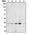 BCAS2 Pre-MRNA Processing Factor antibody, orb214973, Biorbyt, Western Blot image 
