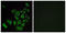 Olfactory Receptor Family 4 Subfamily K Member 14 antibody, GTX87036, GeneTex, Immunocytochemistry image 