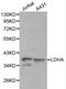 Lactate Dehydrogenase A antibody, LS-C192399, Lifespan Biosciences, Western Blot image 