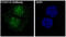 Forkhead Box O1 antibody, M00073, Boster Biological Technology, Immunofluorescence image 