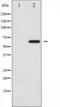 Ezrin antibody, TA326013, Origene, Western Blot image 