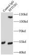 Elongation Factor Tu GTP Binding Domain Containing 2 antibody, FNab02664, FineTest, Immunoprecipitation image 