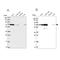 Immunity Related GTPase Q antibody, NBP2-58334, Novus Biologicals, Western Blot image 