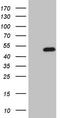 Homeobox protein Nkx-2.1 antibody, CF803252, Origene, Western Blot image 