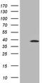 Spermatogenesis Associated 46 antibody, TA811093, Origene, Western Blot image 