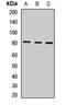 Melanotransferrin antibody, orb412476, Biorbyt, Western Blot image 